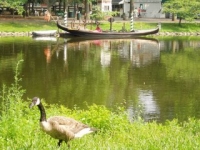 Een Grote Canadese gans aan de Esplanade