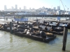 Pier 39