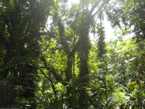 De botanische tuin in Darwin