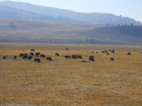 Buffels
